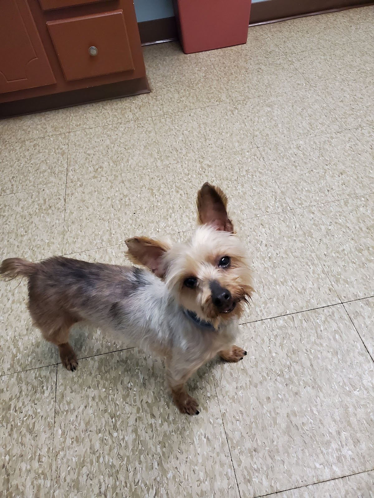 Bells Animal Clinic, photographed by a Google contributor