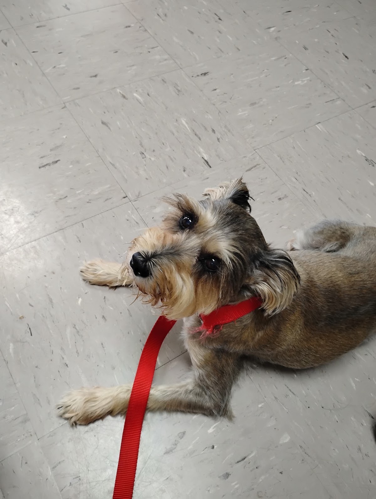 Alamo Animal Clinic, photographed by a Google contributor
