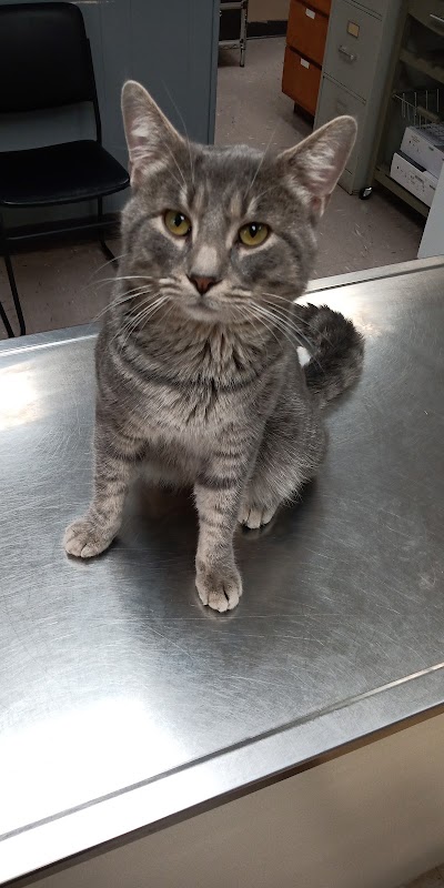 Alamo Animal Clinic, photographed by a Google contributor
