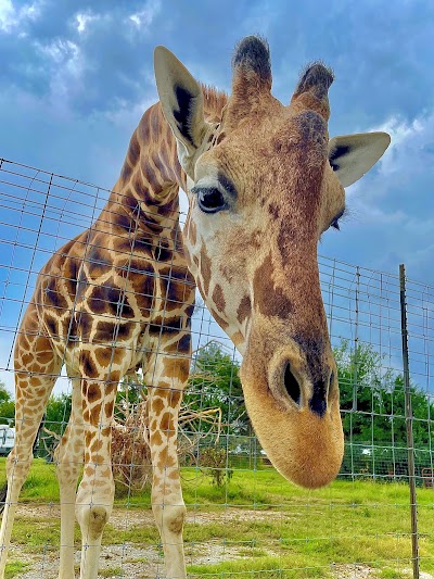 Tennessee Safari Park, photographed by a Google contributor