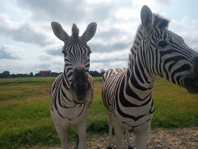 Tennessee Safari Park, photographed by a Google contributor